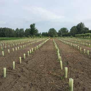 100 stokken aangeplant: Souvignier Gris, Solaris, Johanniter en een beetje Rondo. Matthias vraagt advies aan Jan Caudron en volgt tal van cursussen bij verenigingen.