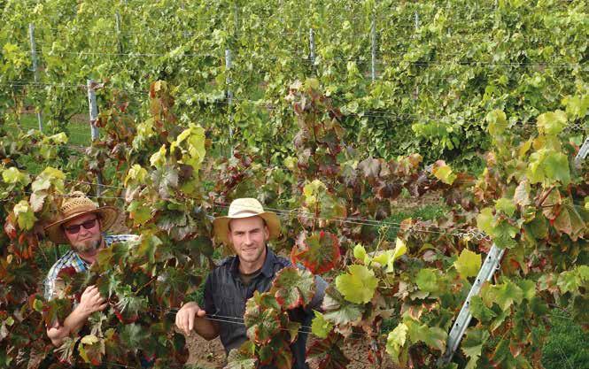 3000 stokken is voorzien in het voorjaar 2018.