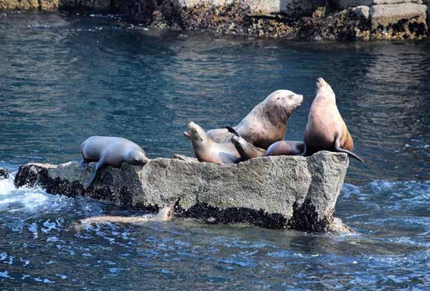 in het Denali National Park 12 juni 2019 Anchorage Museum 13 juni 2019 Kenai Fjords National Park Cruise 14 juni 2019 Alaska SeaLife Center Seward, Alaska 20:00 15 juni 2019 Cruisen langs Hubbard