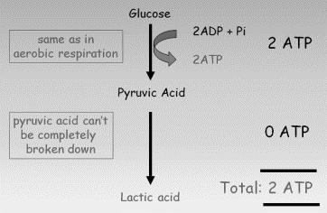 Anaërobe of snelle glycolyse Afbreken van glycogeen zonder zuurstof In het cytoplasma