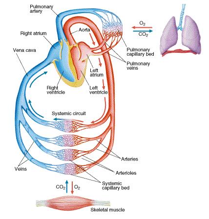 Hart = dwarsgestreepte spier die samentrekt (systole) en ontspant (diastole) Pulmonaire (kleine) circulatie: zuurstofarm bloed gaat van RV naar de longen en terug naar LA (zuurstofrijk) Systemische