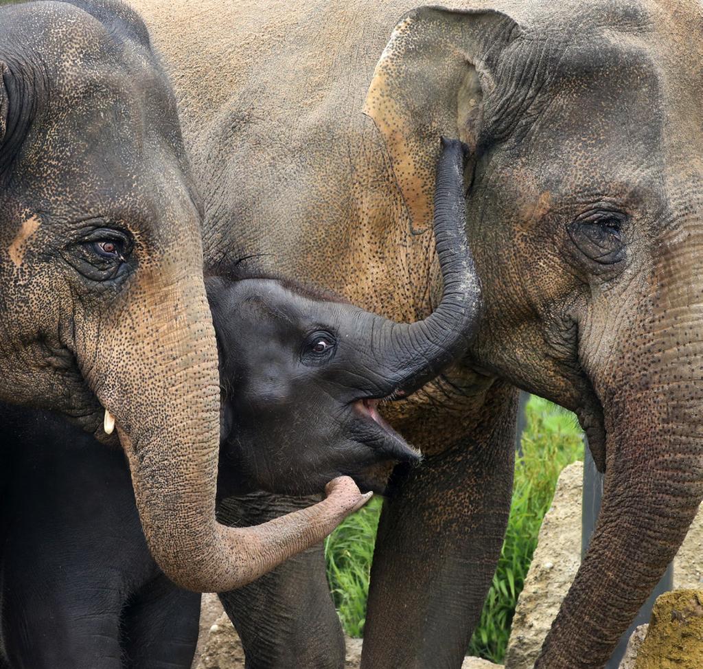 Aziatische olifant De kudde van Aziatische olifanten (Elephas maximus) in ARTIS bestaat uit drie koeien: matriarch Thong Tai, en dochters Yindee (2005) en Sanuk (2016).