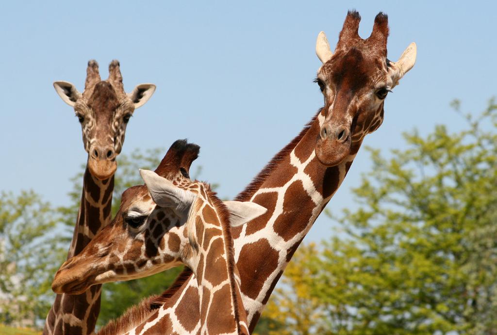 p. 2 / 6 Netgiraffe De netgiraffe (Giraffa camelopardalis reticulata) leeft op de lichtbegroeide savanne en het grasland van Afrika, ten zuiden van de Sahara.