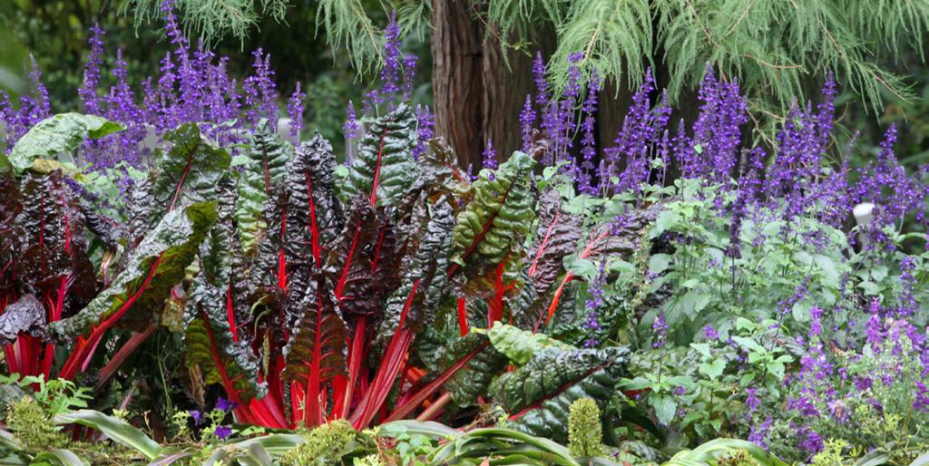 De eetbare tuin Elke zomer staan er bijna 30.000 eetbare bloemen, groenten en kruiden in het park. ARTIS voert de dieren zoveel mogelijk groen uit eigen tuin.