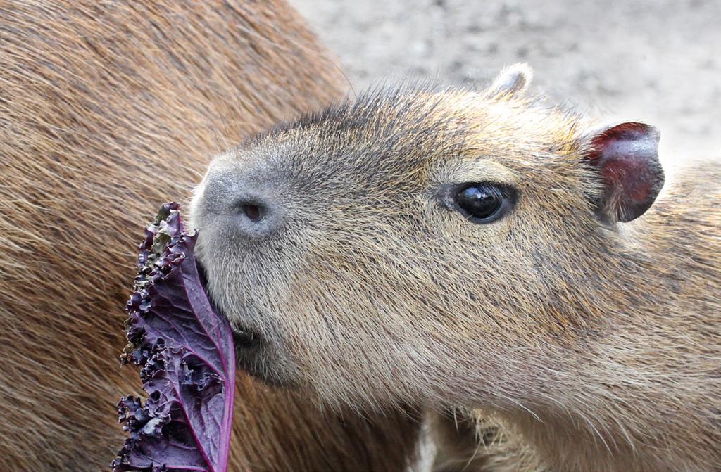 Vooral planteneters uit droge gebieden reageren goed op de kruiden. Zo komen de Fijileguanen heel snel aanrennen bij de geur van de verse kruiden.