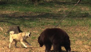 Daarnaast laat de zorg en huisvesting voor deze dieren in de toeristenindustrie vaak sterk te wensen over. Het boeken van olifantenritten en -shows zijn daarom onacceptabel.