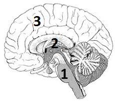 13. Waar zit ons onbewuste en bewuste? Onze hersenen bestaan uit drie grote delen: 1. de hersenstam, dat grotendeels onbewust werkt 2. het lymbische systeem, dat ook grotendeels onbewust werkt 3.