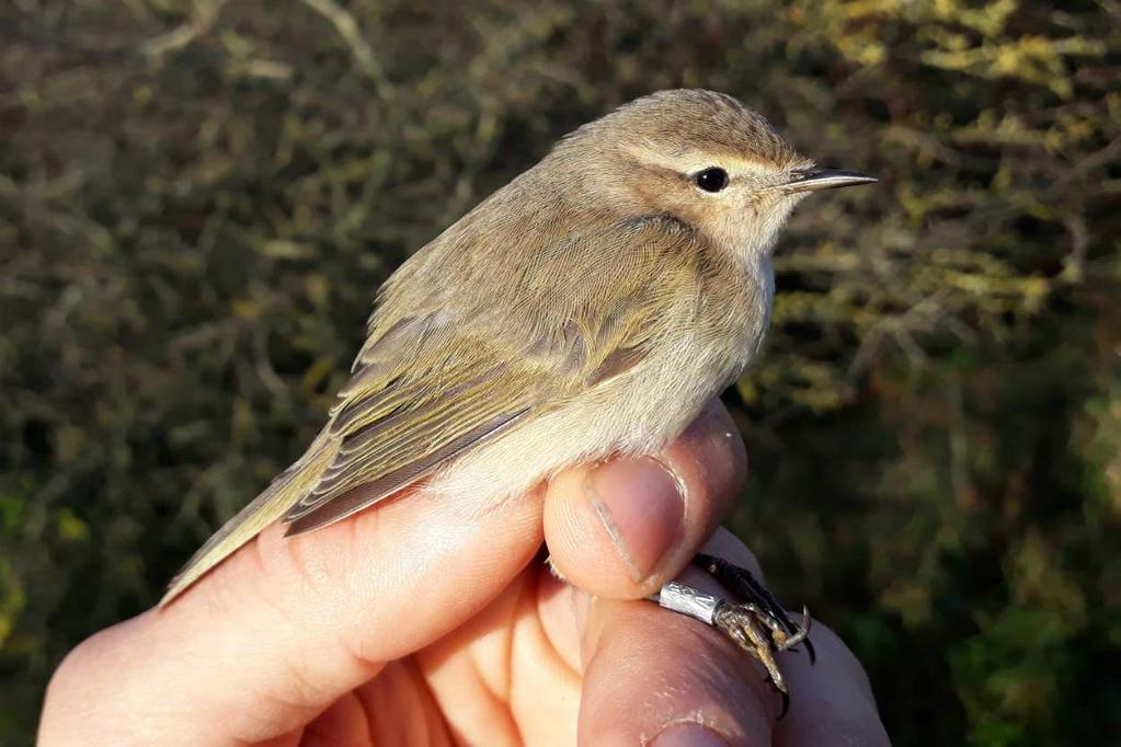 3.5 DNA-onderzoek In 2016 werd het DNA-project afgerond (wij hadden voldoende vogels bemonsterd).