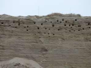 Nestgangen in het zanddepot Onderhoud aan de betonnen wand Een keer per jaar wordt in juni de wand en het zanddepot van dichtbij door twee tellers met een speciale