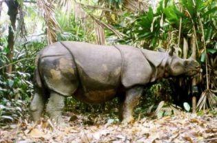 De Neushoornstichting 1 mei 2011 Nieuwsflits: Leefgebied project waarschijnlijk laatste hoop voor Javaanse Neushoorn. Op het moment zijn er zo n 60 Javaanse neushoorns op de wereld.