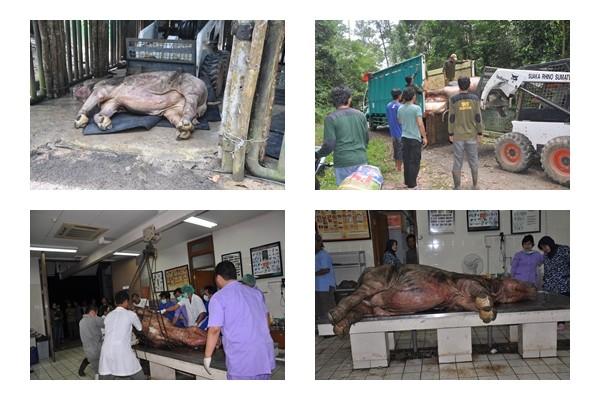 Nieuws Asian Rhino Foundation/ting mei 2011 De Neushoornstichting 2 mei 2011 Overlijden Torgamba Vanochtend 25 april 2011 rond de klok van 7:20 (West-Indonesische tijd) is Torgamba in SRS overleden.