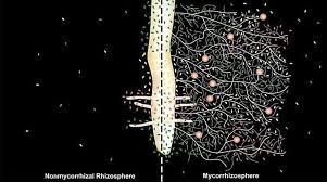 Bacteriën en schimmels nemen voedingsstoffen in zich op en dan zijn deze vastgelegd, geïmmobiliseerd, in de bacteriën en schimmels, dus niet opneembaar voor de plant.