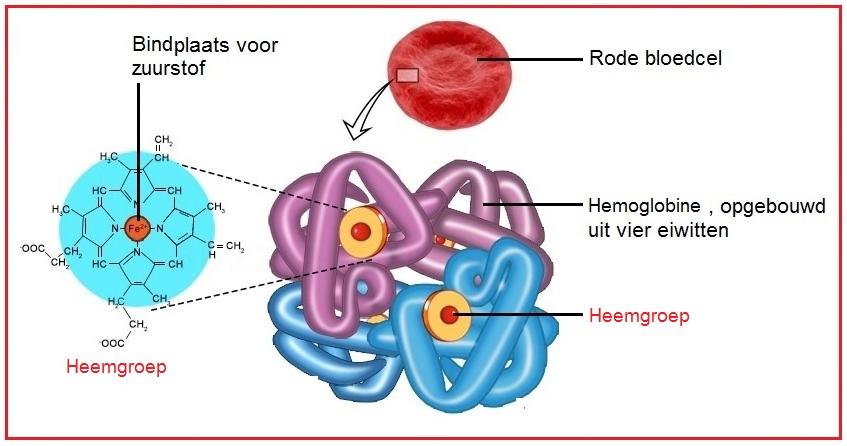 hemoglobine Bij ijzerstapeling