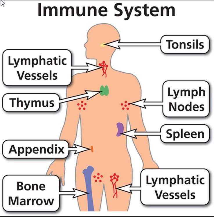 ORGANEN Beenmerg: aanmaak Thymus: