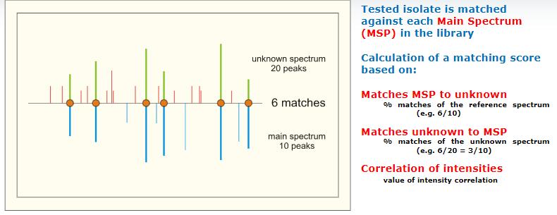 In de database van de MALDI Biotyper komen de referenties voor als een main spectrum (MSP). [28] Een MSP bestaat uit de meest voorkomende pieken in de set van ruwe spectra ( 20 per unieke stam).