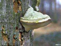 CURSUS Natuurmanagement Natuurwetgeving voor beleidsadviseurs Deel 1: Natuurbehoud en bescherming in Vlaanderen buiten de beschermde gebieden NATUUR WIJZIGEN Binnen de beschermde gebieden (+/-)