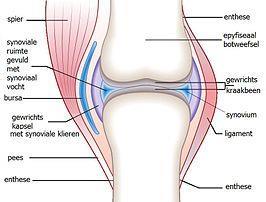 Structuren belangrijk bij het ontstaan van artrose en artritis 1.