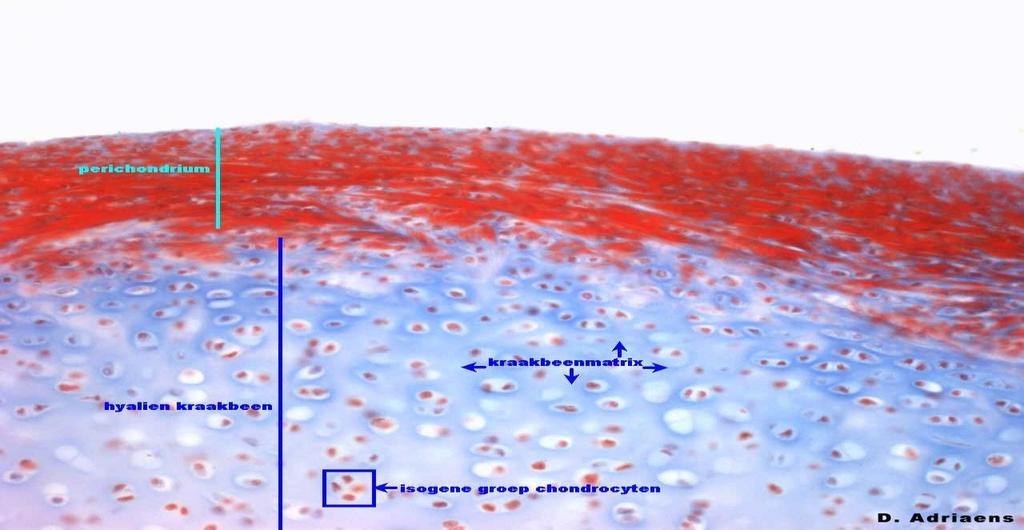 kraakbeen Microscopich : chondrocyt en matrix