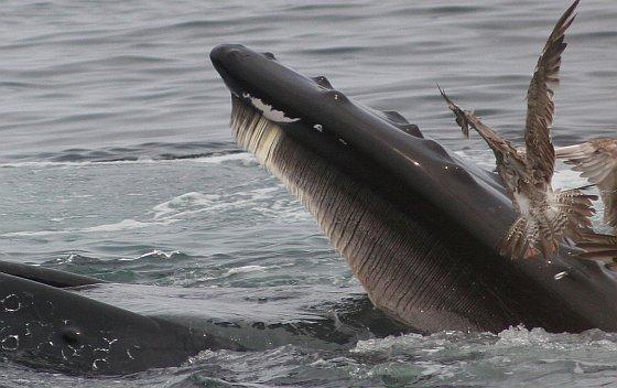 Ze filteren dit voedsel uit het zeewater door middel van hun baleinen of baarden. De baleinen werken als een vergiet of zeef. Vanuit hun bovenkaak hangen de baleinen, dun breed en lang, naar beneden.