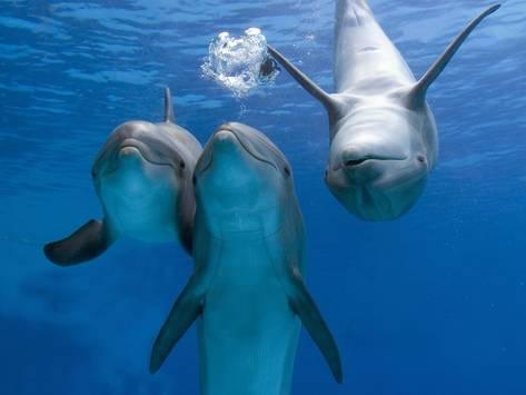 Intelligentie Walvissen gebruiken hun stemgeluid om met elkaar te communiceren. Met ingewikkelde zangpatronen, brengen deze zoogdieren informatie aan elkaar door.