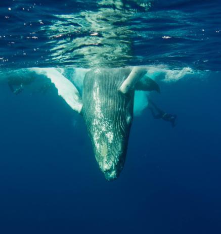 Walvissen spuiten lucht in de vorm van nevel uit hun spuitgat(en). De vorm van deze spuitwolken is voor elke soort specifiek.