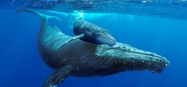 infoblad Gezien rond Curaçao De Bryde walvis is een soort baardwalvis die 14-14,5 meter lang kunnen worden.