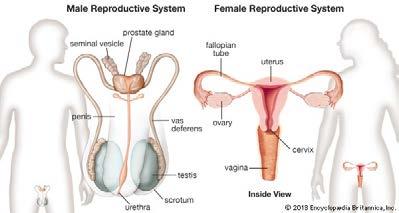 Definitie van subfertiliteit Voorwaarden voor menselijke vruchtbaarheid Oorzaken van subfertiliteit Belang van demografische en omgevingsfactoren ART = assisted reproductieve technology