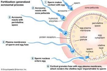Cervix Dysmucorroe Sperma antistoffen Stenose
