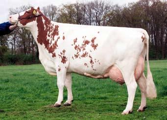 Zij wordt hierdoor door Henk en Ria Oudenampsen uit het Gelderse Laren als één van de betere koeien binnen hun veestapel gezien.