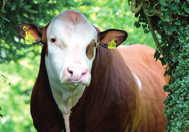 FLECKVIEH (DUITSE CIJFERS) PRODUCTIE EXTERIEUR GEBRUIKSKENMERKEN STIER Ontwikkeling Bespiering Afkalfgemak Levensduur Melkbaarheid Bevruchting Geboorte gemak Bayern Type -code FOKSTIEREN VRIJ