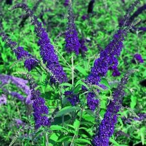 Blauwe Vlinderstruik- Buddleja davidii 'Empire Blue' Ter herinnering aan iemand die zich openstelde voor kwetsbare medemens en daardoor groeide en bloeide tijdens het leven.