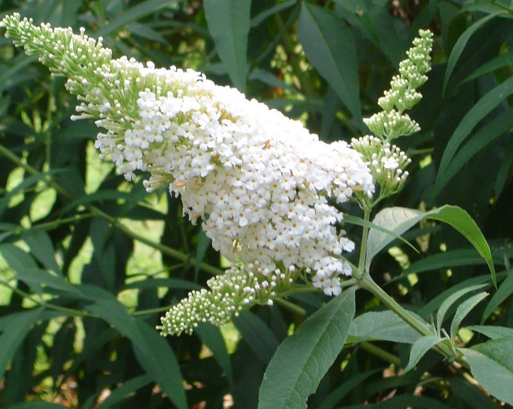 Witte Vlinderstruik - Buddleja davidii 'White Profusion' Ter herinnering aan iemand die zich openstelde voor kwetsbare medemens en daardoor groeide en bloeide tijdens het leven.