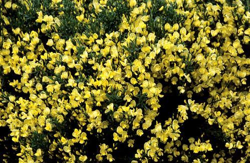 Gele brem Cytisus Allgold Ter herinnering aan iemand die van de zee en de kust hield, goed alleen kon zijn, maar gezelschap niet schuwde. Ook hield degene van de zon.