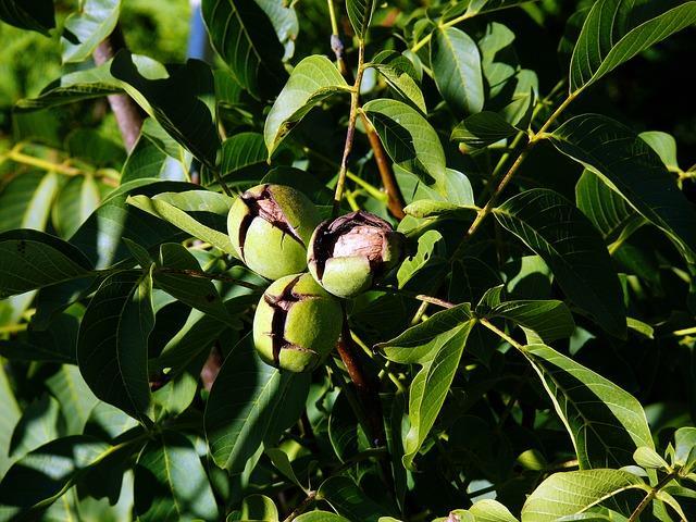 walnoot - Juglans Regia Ter herinnering aan iemand die ambitieus was, een strateeg, recht op het doel afging, al op jonge leeftijd.