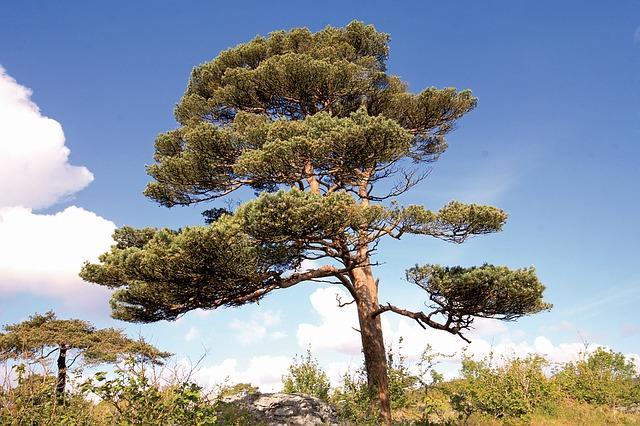 Grove den Pinus sylvestris Ter herinnering aan iemand die het vooral allemaal op zijn eentje goed deed. Iemand die rust en grillige natuur waardeerde.