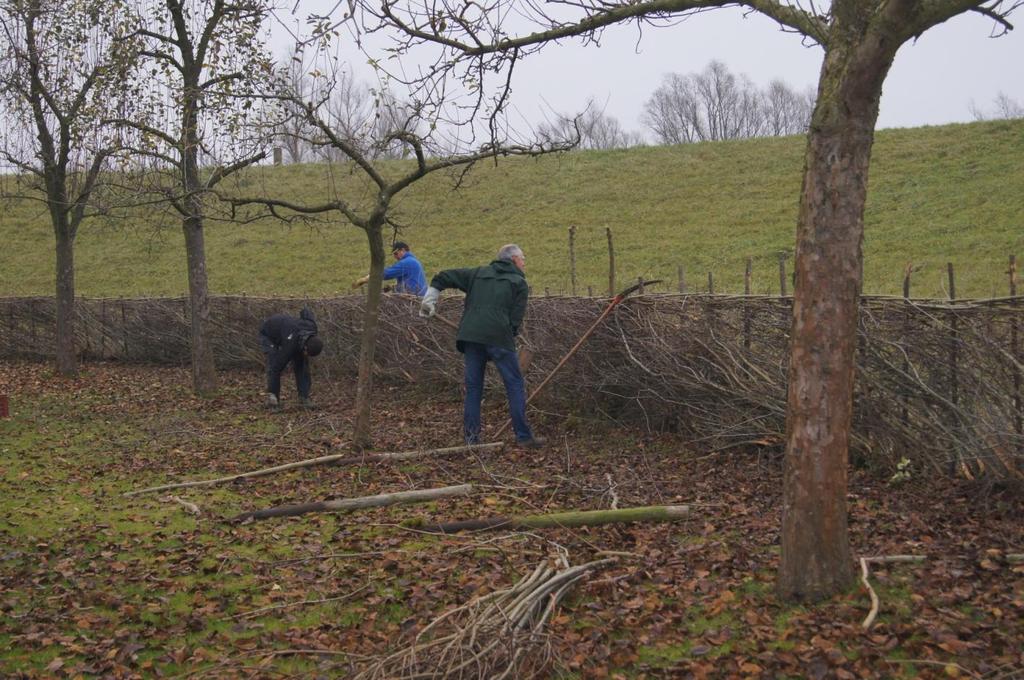 In januari en februari 2017 is op twee zaterdagen de meidoornhaag bij de opgeknapte boomgaard aan de Burgemeester van de Meulenlaan in Gendt verder afgevlochten, waarmee de ploeg in 2016 was begonnen.