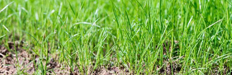Het verbeteren van het bodemleven zorgt er tevens voor dat organische stof beter wordt afgebroken en de toplaag niet vervet.