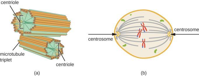 Een centriool (zie Figuur 12 ) is een celstructuur die opgebouwd is uit 9 tripletten (3 verbonden microtubuli), die gerangschikt zijn als de schoepen van een waterrad.