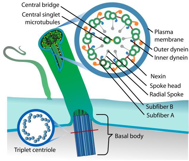 In een niet-delende cel, zijn twee centriolen aanwezig, die loodrecht op elkaar staan. Flagellen en cilia 3 (zie Figuur 11) zijn andere afgeleide structuren van microtubuli.