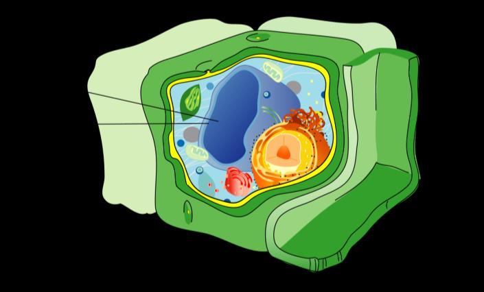 5.4. Peroxisomen Peroxisomen komen voor in alle eukaryote cellen, maar vooral in plantaardige cellen en levercellen.