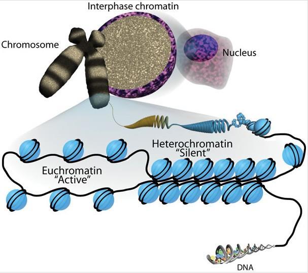 Bij eukaryoten zijn de DNA-fragmenten lineair. De totale lengte van al deze fragmenten bedraagt in elke menselijke cel ca. 2 meter, wat naar cellulaire normen gigantisch is.