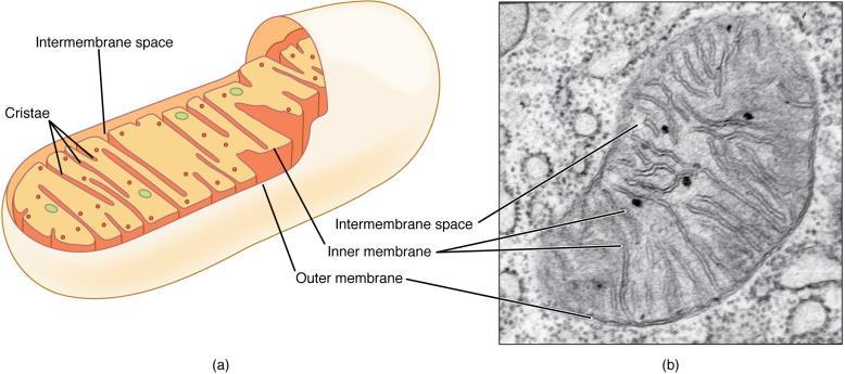 6.3. Mitochondriën Mitochondriën (zie figuur 23) zijn staafvormige organellen met een grootte tussen 1 en 10μm.