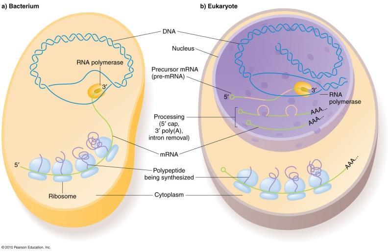 Archaeabacteriën zijn vermoedelijk de oudste levende organismen op onze planeet, en verschillen in hun biochemie en RNA zeer duidelijk van bacteriën (maar hebben een aantal enzymen voor transcriptie