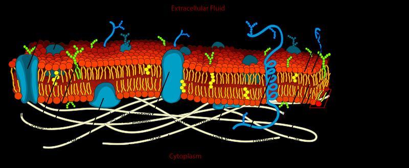 hydrofiele gedeelten van het membraan. Voor transport van deze stoffen doorheen het membraan, zijn eiwitten nodig.