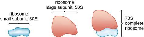 4. Organellen zonder membraan 4.1. Ribosomen Ribosomen (Figuur 7) zijn kleine korrelvormige organellen die bestaan uit twee sub-eenheden: een kleine en een grote subeenheid.