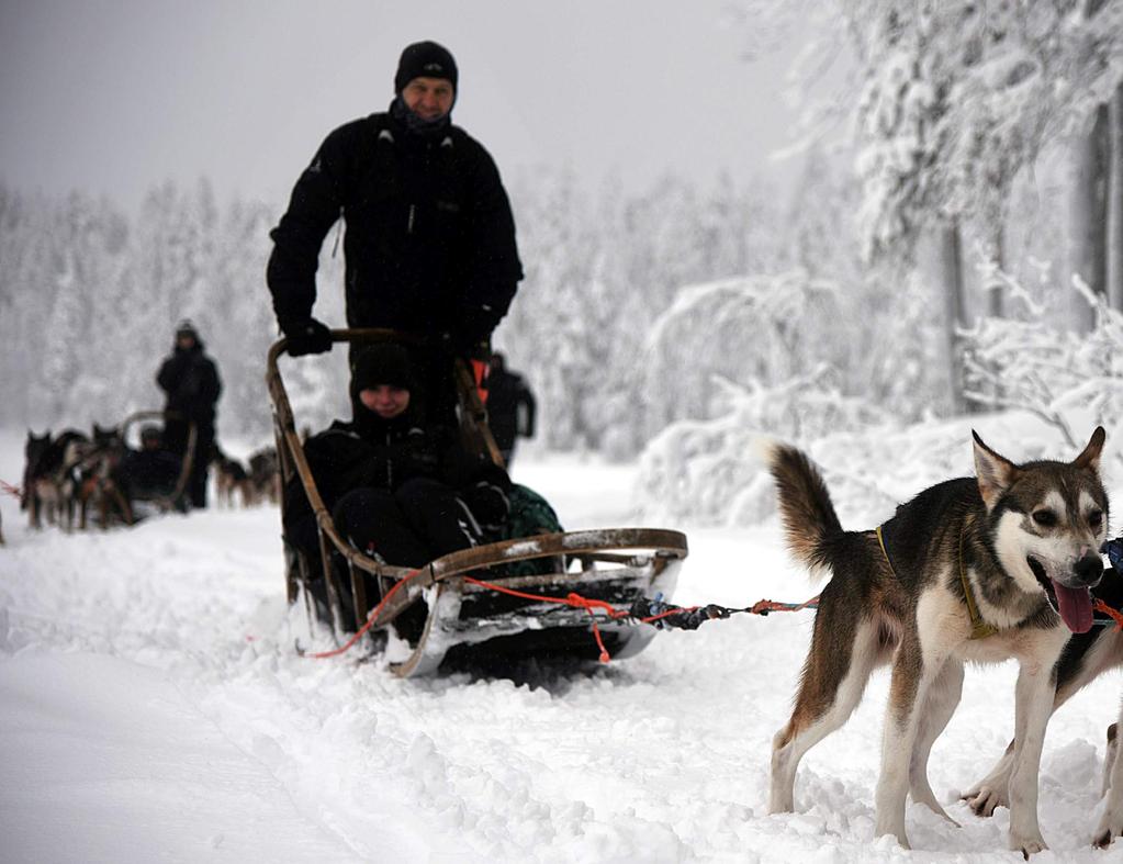 Na de lunch vervolgt u uw weg tot aan de huskyboerderij. Vooraleer te vertrekken op een huskysafari krijgt u de nodige uitleg over het besturen van de hondenslee.