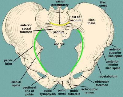 The pelvic brim The pelvic brim extends from promontory of the sacrum,