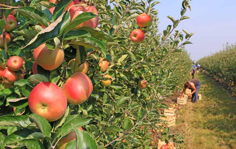 3.2.1.4. Mijn bedrijf, jouw thuis In de land- en tuinbouwsector krijgen seizoensarbeiders meestal een onderdak of woonmogelijkheid aangeboden door de land- of tuinbouwer, waar ze tewerkgesteld worden.