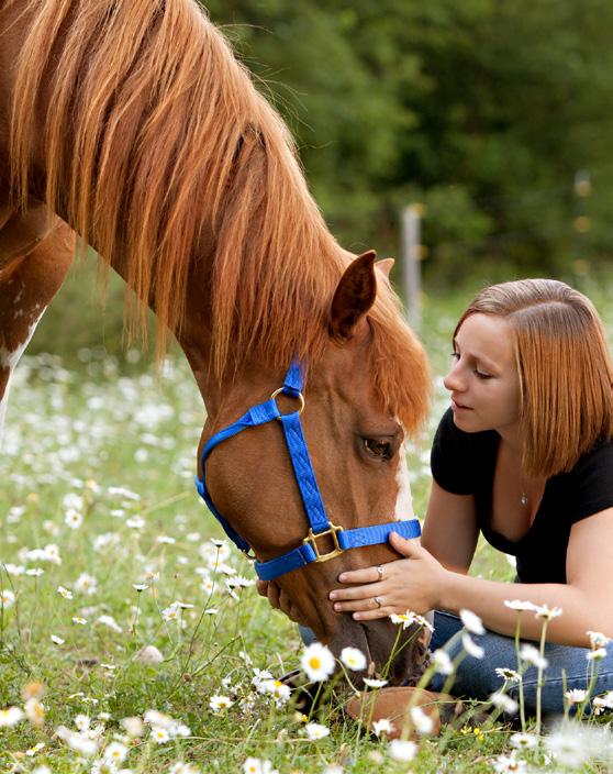 STERKE HOEVEN voor je paard wat kun JIJ doen? De ideale voeding voor een paard bestaat uit een grote variatie aan voedingsstoffen.
