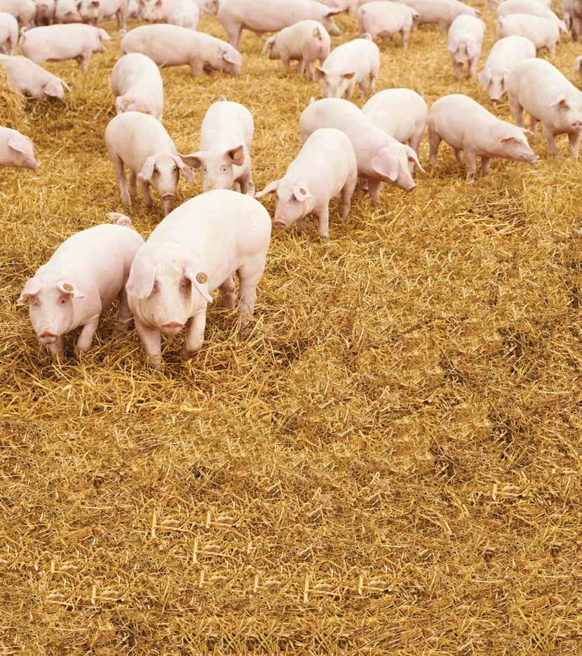 nieuwsbrief Federaal Agentschap voor de Veiligheid van de Voedselketen Laten we samen de Afrikaanse varkenspest